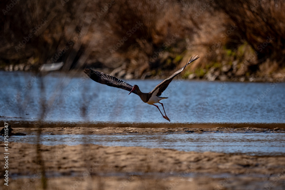 Black stork