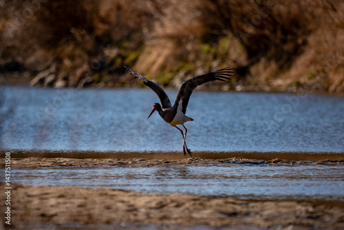 Obraz na płótnie Black stork w salonie