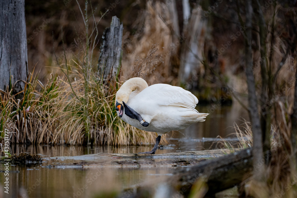 swan on the backwaters
