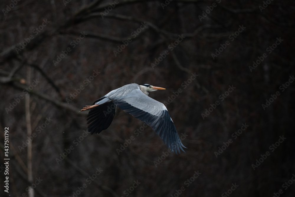 blue heron in flight