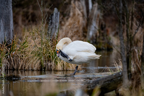 Obraz na płótnie swan on the backwaters w salonie