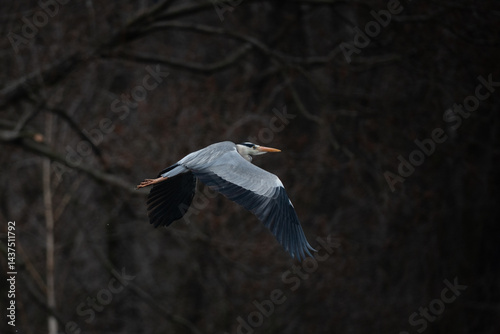 blue heron in flight