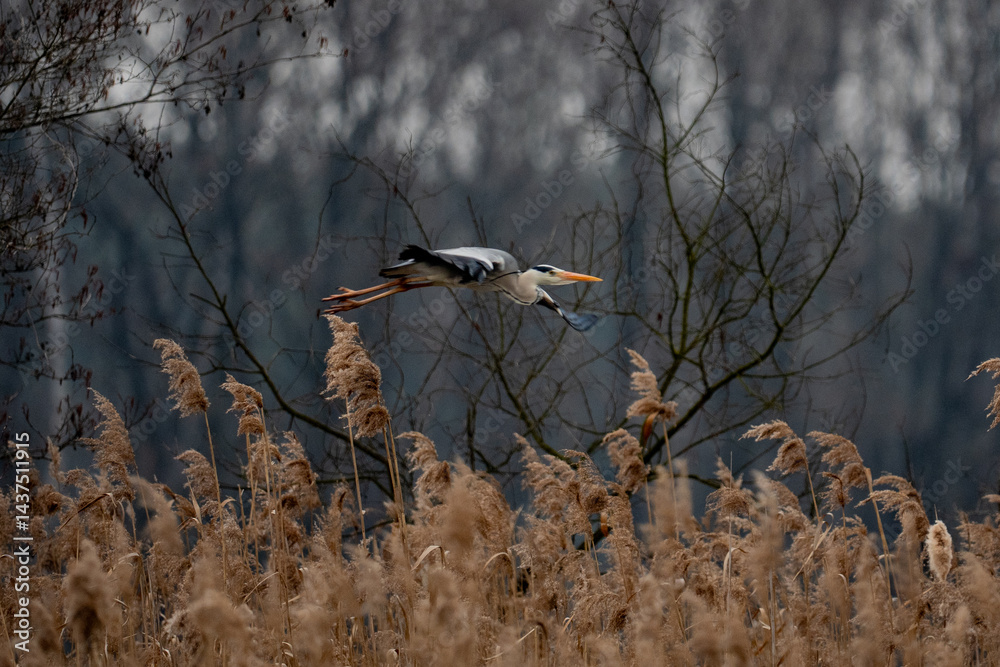 blue heron in flight