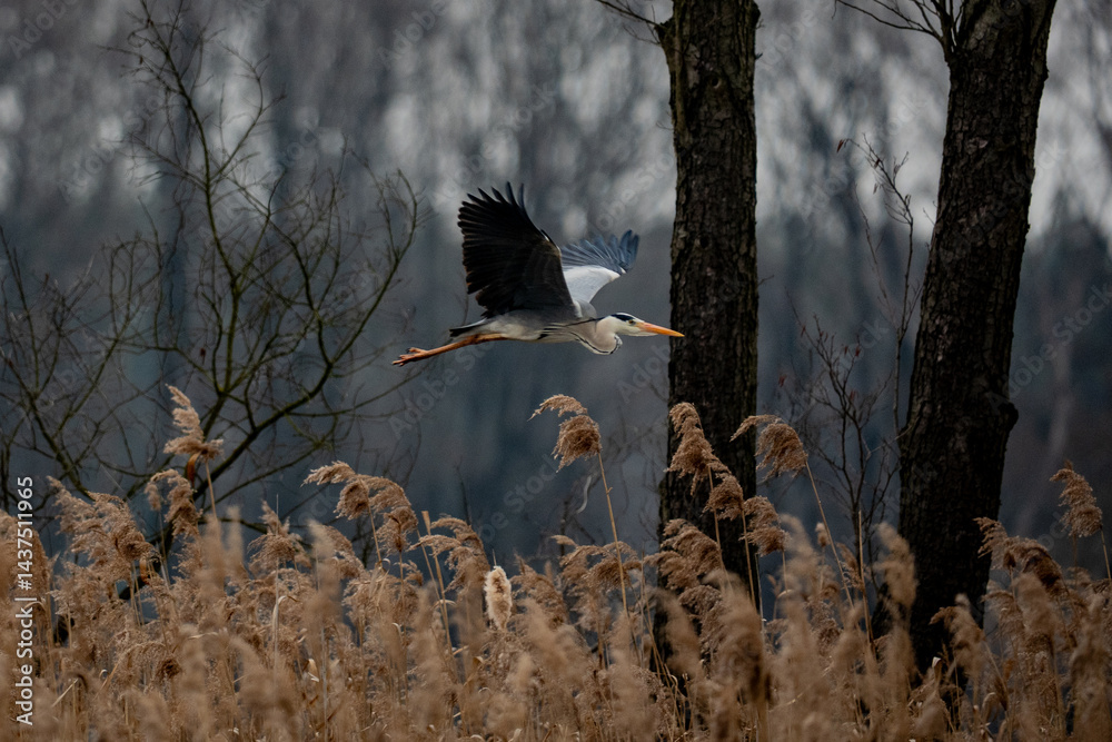 blue heron in flight