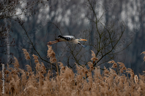 blue heron in flight