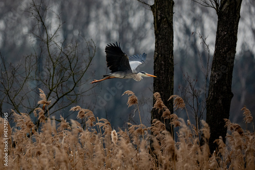Obraz na płótnie blue heron in flight w salonie