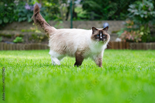 Ragdoll Katze läuft durch den Garten