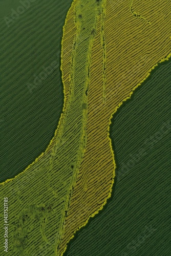 Obraz na płótnie Green rice fields aerial view with intricate patterns w salonie