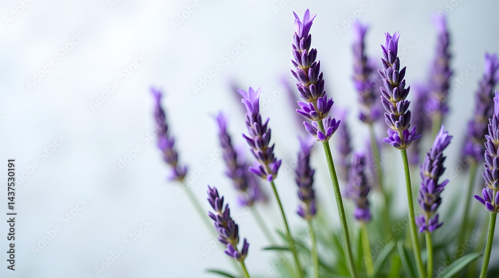 Obraz premium A close-up of delicate purple lavender flowers, showcasing their vibrant hue and lush green stems.