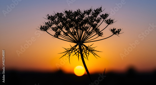 Seed Head Of Wild Carrot Silhouetted At Sunset