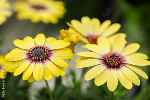 Photos Lovely yellow Osteospermums