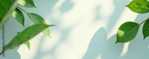Abstract leafy shadows, dappled light on white , subtle, light
