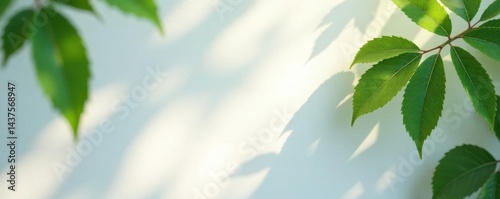 Abstract leafy shadows, dappled light on white , graphics, environment