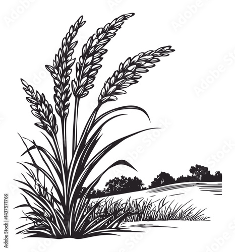 Black and White Engraving of Wheat Plant with Grass Landscape