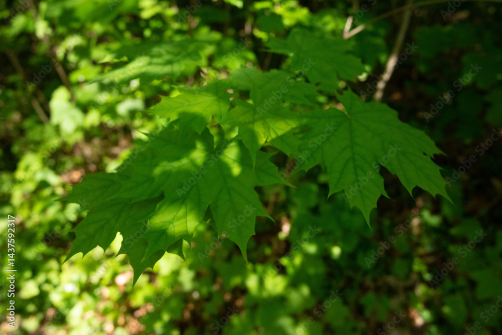 spring green trees leaves spring green trees leaves
