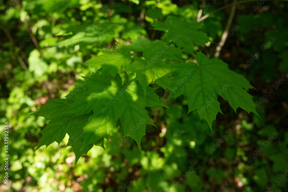 spring green trees leaves spring green trees leaves