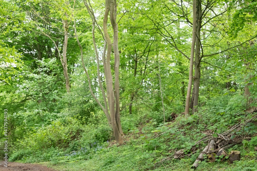 Fototapeta premium Spring freen trees and leaves