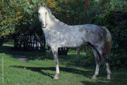 Photography Picture of majestic dapple grey andalusian horse in summer garden
