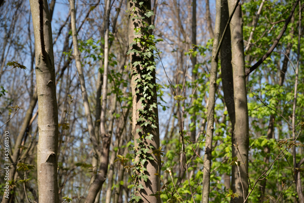 Spring freen trees and leaves Spring freen trees and leaves