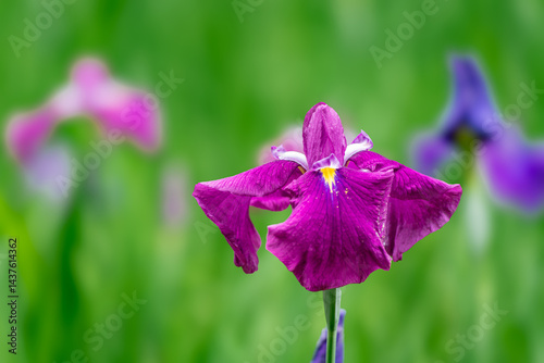 見頃を迎えた花菖蒲