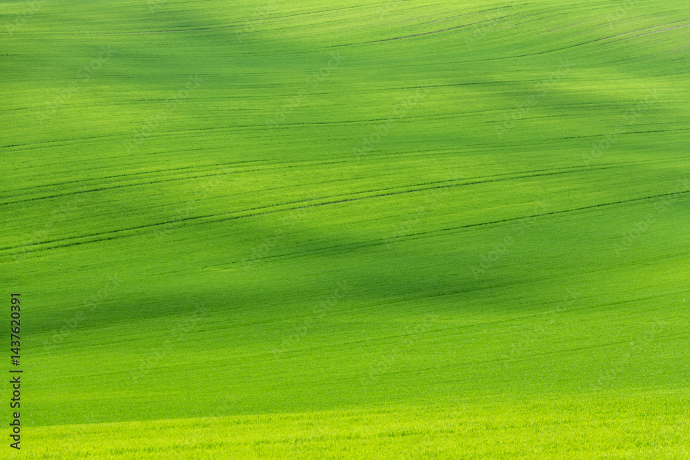 Green rolling fields in Czechia Moravia at spring