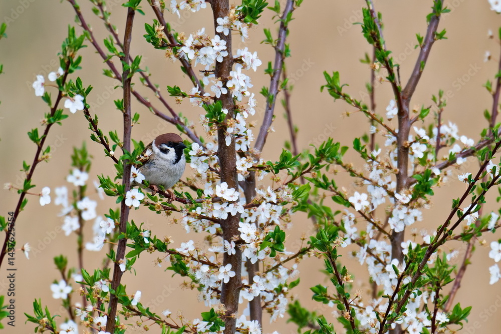 Feldsperling im Frühjahr