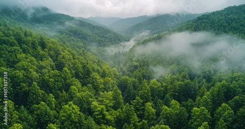 Misty mountain valley forest