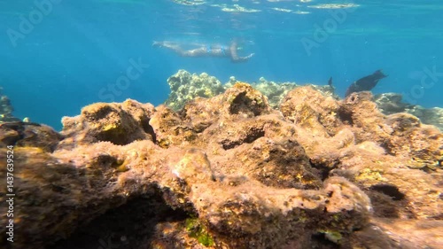 Wallpaper Mural Coral Reef. Underwater Life of a Red Sea. Fishes. Ocean Life. Underwater Life of the Red Sea. Colorful Coral Reef and Tropical Fishes. Beautiful Marine Scenery Captured in Slow Motion. Torontodigital.ca