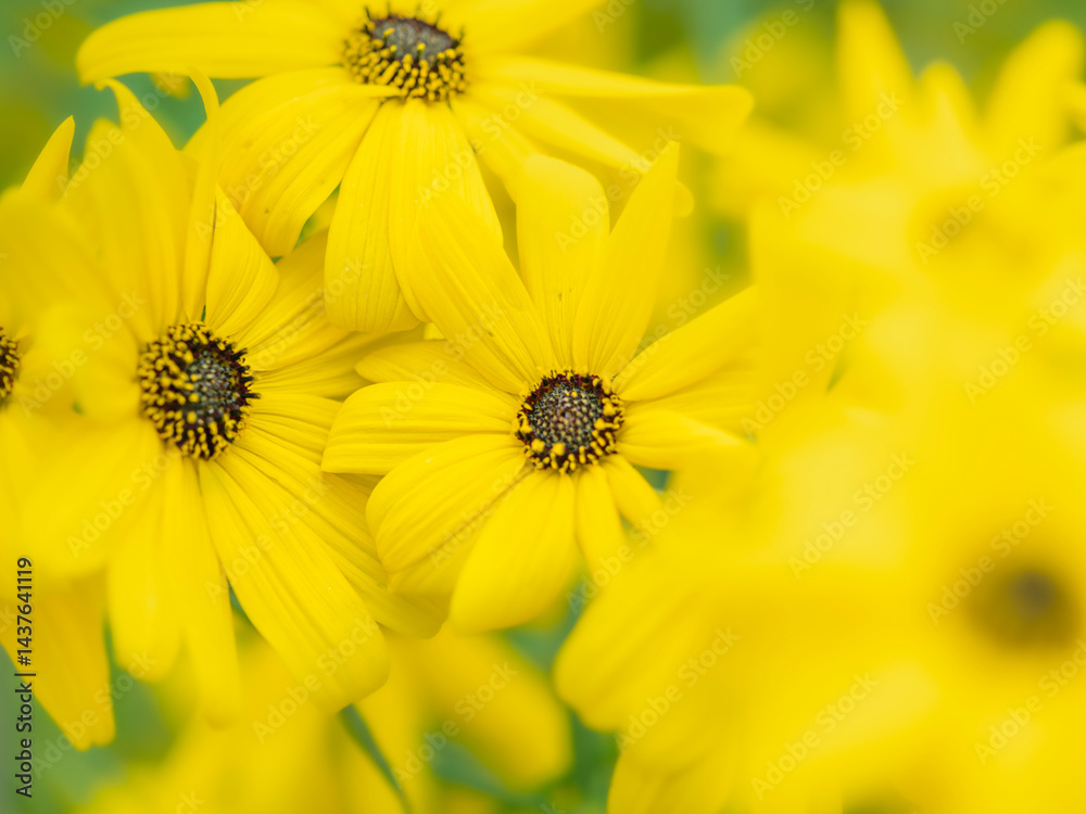 Fototapeta premium 夏から秋の公園や花壇を彩るヤナギバヒマワリのある風景。自然風景素材。眩しい日差しでボケた景色。ぼんやりした花畑のイメージ。