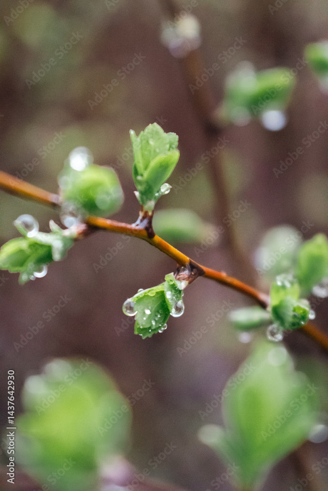Dew on green leaves close up. Raindrops on bush with young leaves. Fresh nature background. Garden with droplets. Springtime concept. Rainy weather concept. Beautiful morning dew in the meadow.