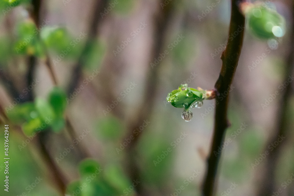Dew on green leaves close up. Raindrops on bush with young leaves. Fresh nature background. Garden with droplets. Springtime concept. Rainy weather concept. Beautiful morning dew in the meadow.