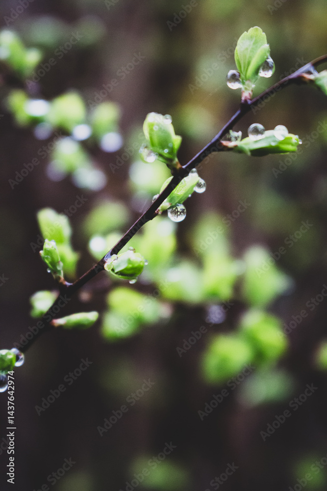 Dew on green leaves close up. Raindrops on bush with young leaves. Fresh nature background. Garden with droplets. Springtime concept. Rainy weather concept. Beautiful morning dew in the meadow.