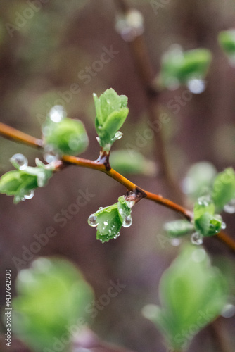 Obraz na płótnie Dew on green leaves close up. Raindrops on bush with young leaves. Fresh nature background. Garden with droplets. Springtime concept. Rainy weather concept. Beautiful morning dew in the meadow. w salonie