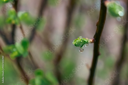 Dew on green leaves close up. Raindrops on bush with young leaves. Fresh nature background. Garden with droplets. Springtime concept. Rainy weather concept. Beautiful morning dew in the meadow.