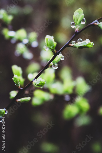 Obraz na płótnie Dew on green leaves close up. Raindrops on bush with young leaves. Fresh nature background. Garden with droplets. Springtime concept. Rainy weather concept. Beautiful morning dew in the meadow. w salonie