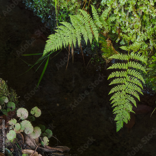 Waterfall in the Levada of Caldeirao Verde, Madeira (Portugal) Fantastic trekking footpath in mountains and rainforest.