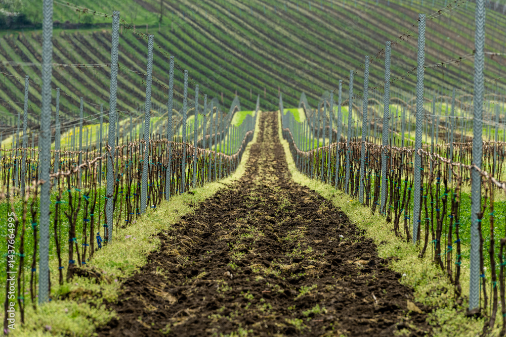 Vineyards in Czech Moravia region at spring