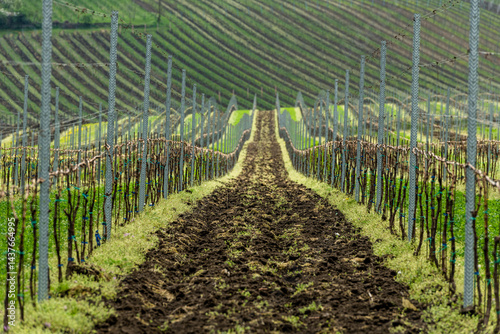 Obraz na płótnie Vineyards in Czech Moravia region at spring w salonie