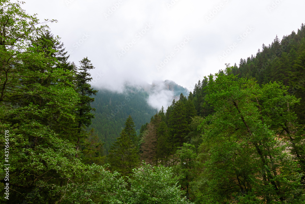 Forest with overcast and foggy sky. Altindere Valley National Park in Turkey