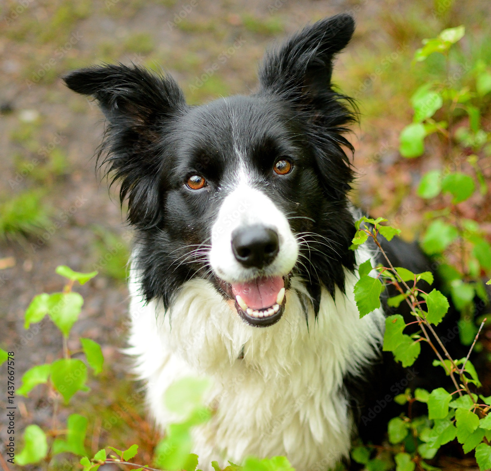 Fototapeta premium Pies rasy Border collie