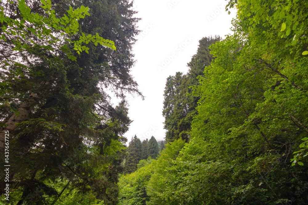 Tall trees with overcast sky in the summer. Landscape of the forest