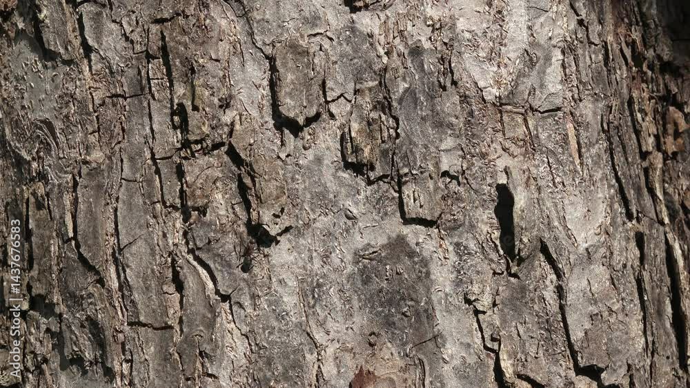Filmmaterial einer Nahaufnahme von Ameisen an der Rinde und Stamm eines Apfel Baum, Deutschland