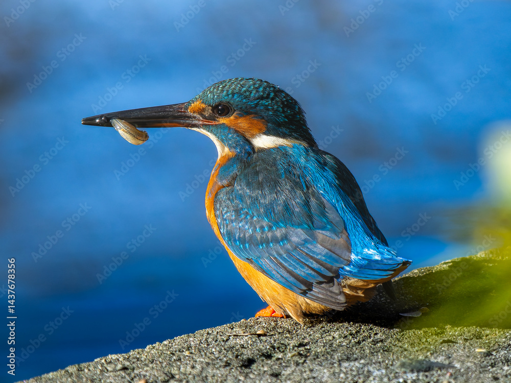 Fototapeta premium 魚を食べるカワセミ