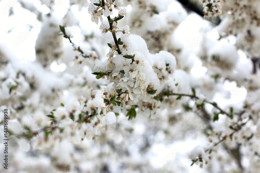Spring blossom bushes and trees in the city courtyard covered with snow Spring blossom bushes and trees in the city courtyard covered with snow