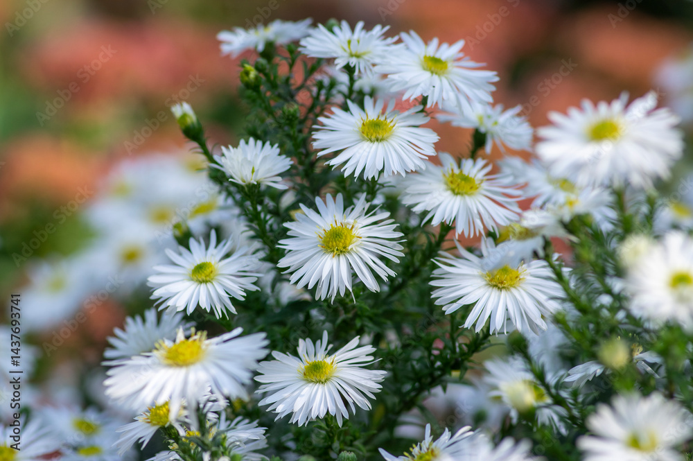 Aster Symphyotrichum ericoides, ericoides Aster flowers in bloom, white flowering plants, snow flurry flowers