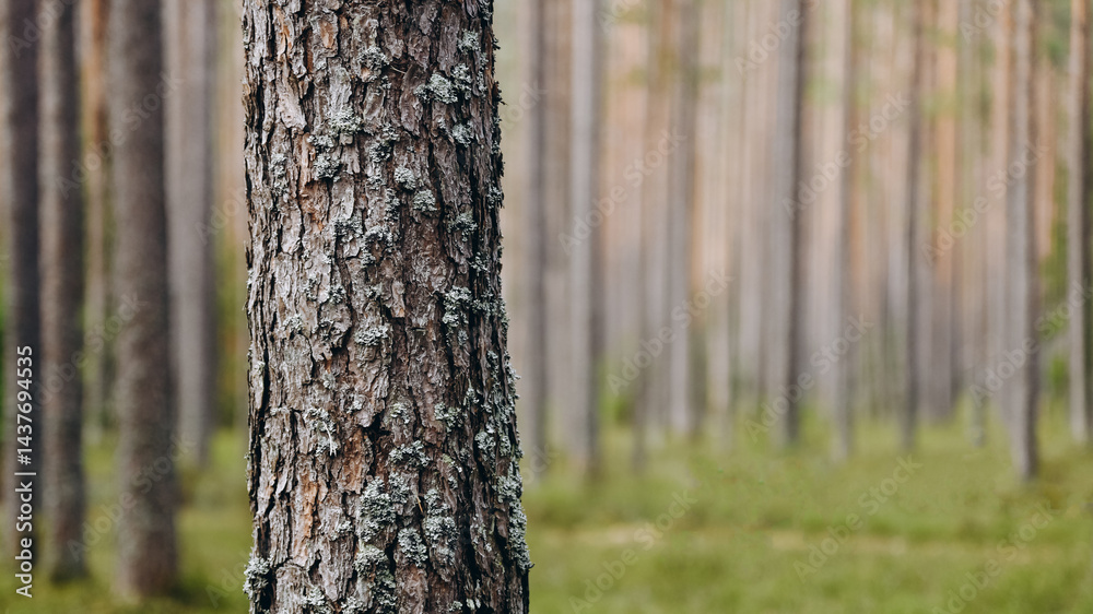 Fototapeta premium brown pine tree trunk, bark with bluish northern moss, beautiful pattern, texture, nature, forest in background, international earth day, ecology and environmental protection concept, copy space
