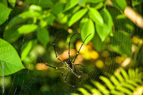 spider on the web