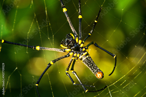 Valokuva spider on the web