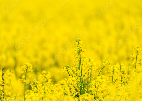 wagtail is set at rapeseed in nature