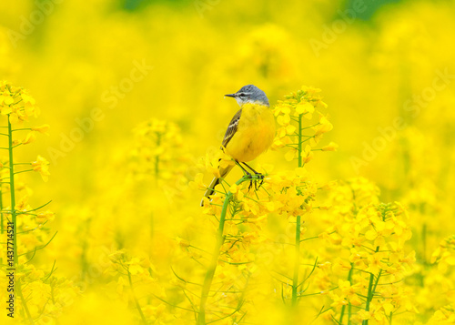 wagtail is set at rapeseed in nature
